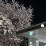 Seoul City Cherry Blossom Private Sightseeing Tour - Itinerary Breakdown