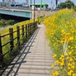 Seoul Riverside Walk and Korean-Style Picnic Experience - Meeting Point and Introduction
