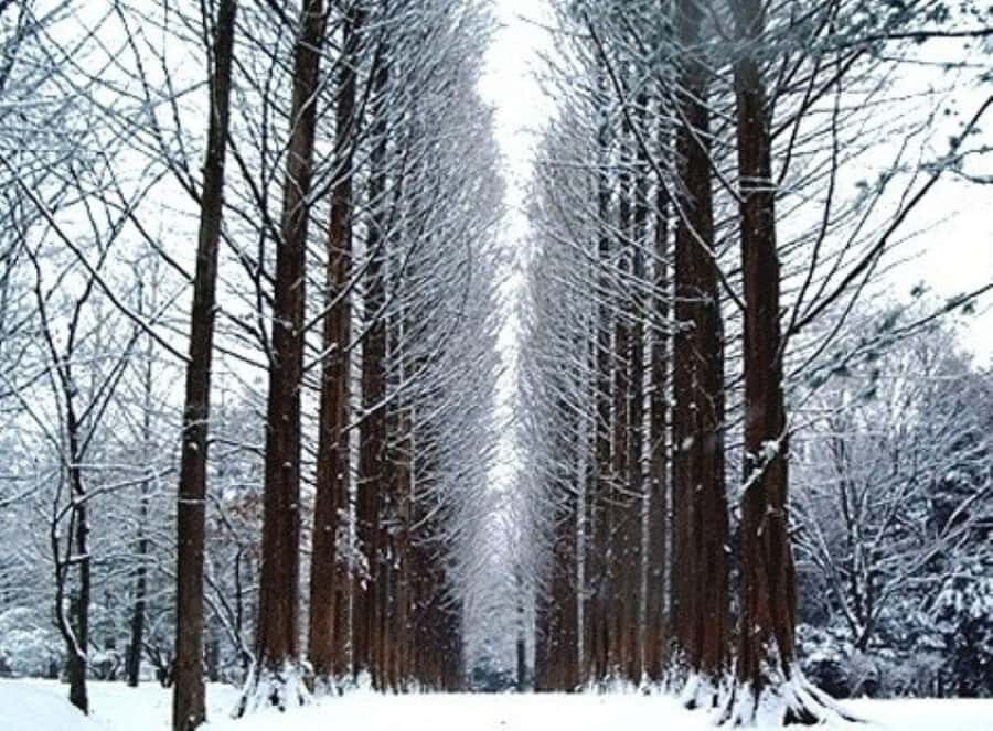 Seoul: Winter Wonder, Mt. Seorak & Nami island & Eobi Valley - The Mountain Majesty of Seoraksan