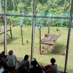 Sepilok Orangutan , SunBear, Proboscis Monkey from Sandakan City - Why This Tour Works Well