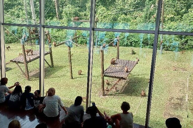 Sepilok Orangutan , SunBear, Proboscis Monkey from Sandakan City - Why This Tour Works Well