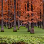 Shanghai: Matcha Lake & West Lake Day Trip by Train - Who This Tour Is Best For