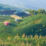 Shiding Tea Township Half-Day Tour from Taipei - Stop 2: Bagua Tea Garden - Scenic Tea Cultivation