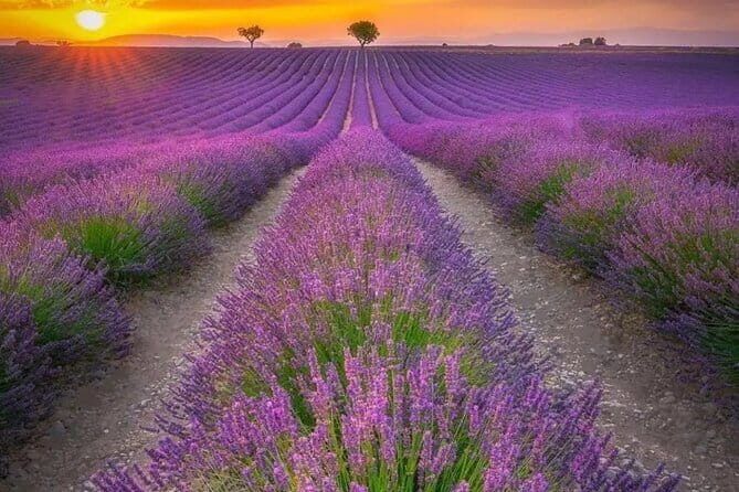 Shikisai-no-Oka and Furano Tour with buffet lunch from Sapporo - Practical Considerations