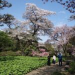 Shinjuku Gyoen National Garden 2 Hour Walking Tour - Why You Should Consider This Tour