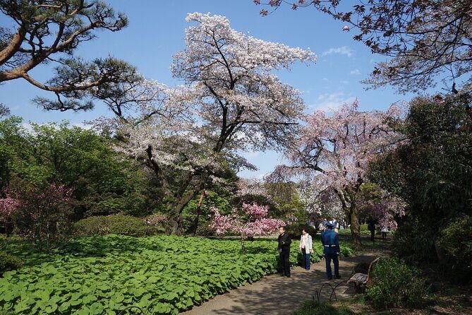 Shinjuku Gyoen National Garden 2 Hour Walking Tour - Why You Should Consider This Tour