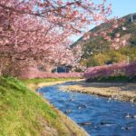 Shizuoka: Cherry Blossom, Plum Garden, & Fruit picking Tour - Atami Plum Garden: Japan’s Earliest Blooming Jewel