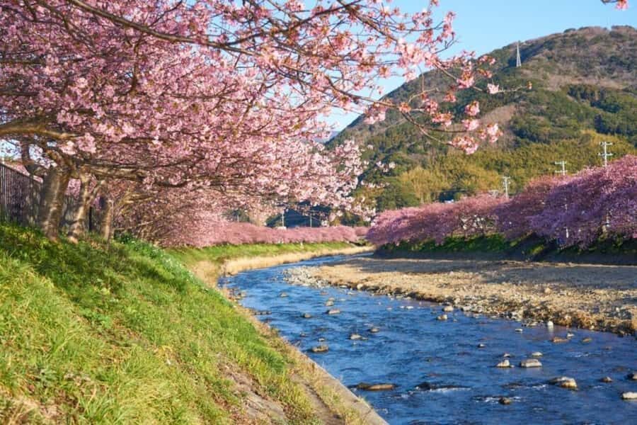 Shizuoka: Cherry Blossom, Plum Garden, & Fruit picking Tour - Atami Plum Garden: Japan’s Earliest Blooming Jewel
