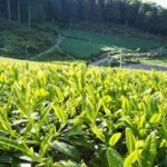 Shizuoka: Mount Fuji Private Full-Day Scenic Tour - What It Means for You