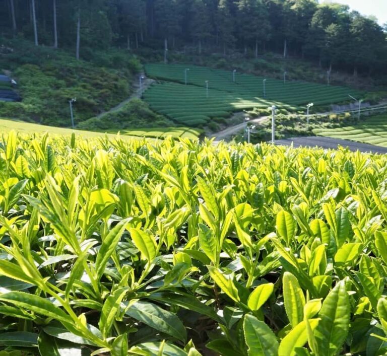 Shizuoka: Mount Fuji Private Full-Day Scenic Tour - What It Means for You