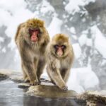 Shizuoka: Nagano private Tour with English speaking guide - Practical Aspects of the Tour