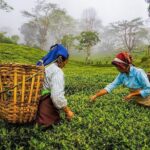 Shore Excursion Colombo Port to Kandy & Tea Factory - What Reviewers Say