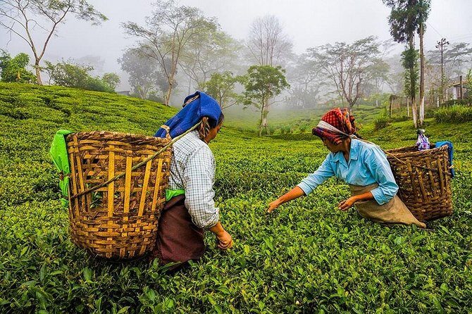 Shore Excursion Colombo Port to Kandy & Tea Factory - What Reviewers Say