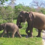 Shore Excursion Hambantota Port to Yala Safari and Come back(All Inclusive) - Who is this tour best for?