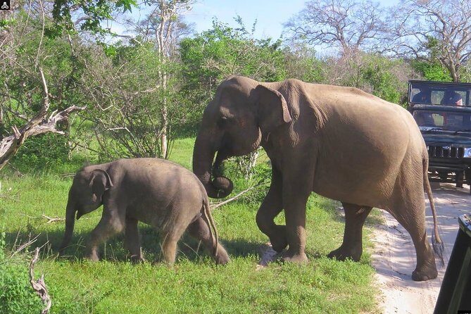 Shore Excursion Hambantota Port to Yala Safari and Come back(All Inclusive) - Who is this tour best for?