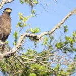 Shore Excursion Hambantota: Small Group Yala National Park - Who Will Love This Tour?