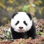 Sichuan: Bifengxia Giant Panda Base Ticket - The Value of Visiting Bifengxia Panda Base
