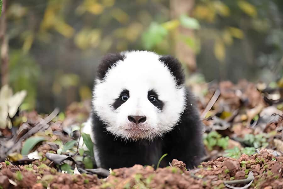 Sichuan: Bifengxia Giant Panda Base Ticket - The Value of Visiting Bifengxia Panda Base