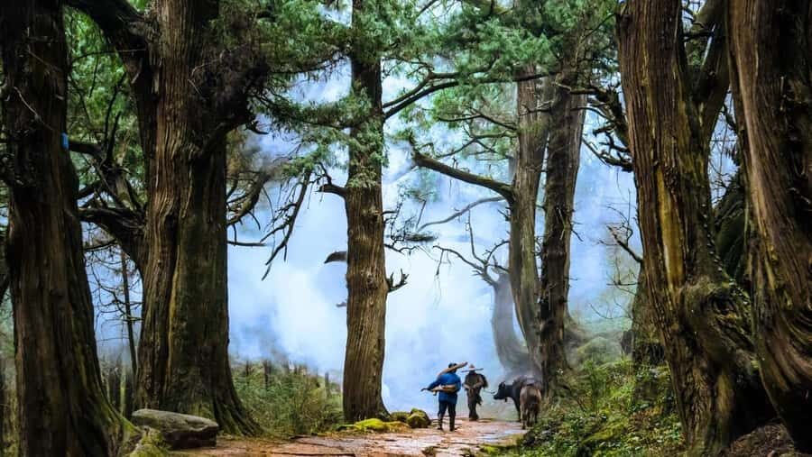 Sichuan: Jinniu Ancient Mile Road Hiking Tour with Guide