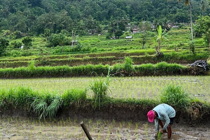 Sidemen Highlights Day Tour - Scenic Strolls: Sidemen Rice Fields