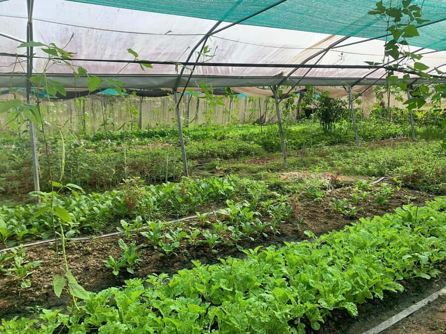 Siem Reap: Agroecological Farm Tour with Meals & Pool - Day One: Stepping into Local Life