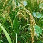 Siem Reap Countryside Bike Tour - Final Thoughts: Is It Worth It?