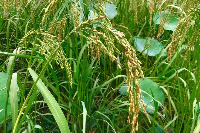 Siem Reap Countryside Bike Tour - Final Thoughts: Is It Worth It?