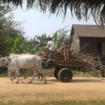 Siem Reap Countryside & Floating Village ( Meychrey) - Exploring the Cambodian Countryside