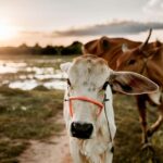 Siem Reap: Countryside Golden Hour Sunset Tour by Tuktuk - A Detailed Look at the Siem Reap Countryside Sunset Tour