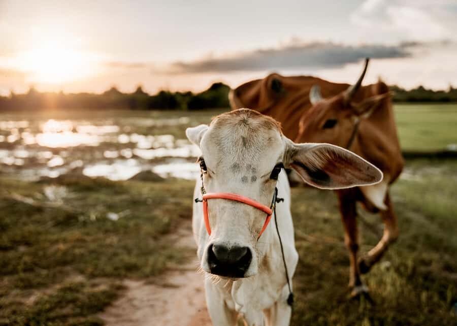 Siem Reap: Countryside Golden Hour Sunset Tour by Tuktuk - A Detailed Look at the Siem Reap Countryside Sunset Tour