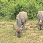 Siem Reap Countryside Quad Bike Adventure - What to Expect from the Itinerary