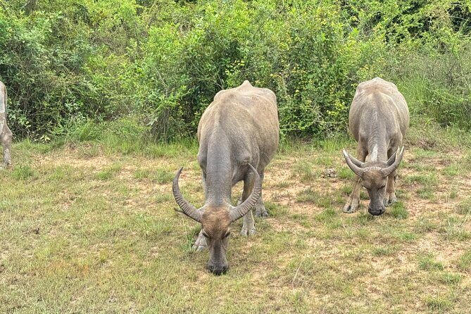 Siem Reap Countryside Quad Bike Adventure - What to Expect from the Itinerary