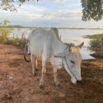 Siem Reap Half-day: Silk Farm & Countryside Discovery Tour - A Detailed Look at the Siem Reap Countryside Discovery Tour