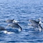 Sigiriya: 2-Day Trincomalee Tour Beach with Whale Watching - Who is this tour best suited for?