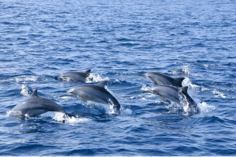 Sigiriya: 2-Day Trincomalee Tour Beach with Whale Watching - Who is this tour best suited for?