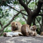 Sigiriya and Dambulla Day Tour from Kalutara All Inclusive - Sigiriya: The Majestic Lion Rock