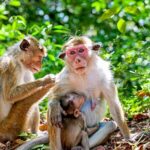 Sigiriya and Dambulla day trip, the cream of Sri Lankan heritage - Practical Details and Value