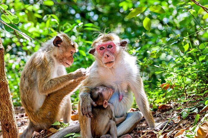 Sigiriya and Dambulla day trip, the cream of Sri Lankan heritage - Practical Details and Value