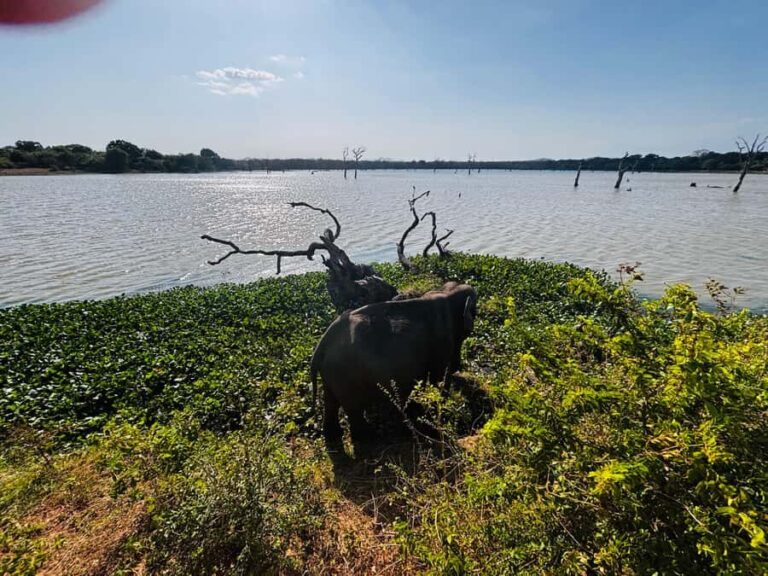 Sigiriya, Dambulla, 2 day tour with Minneriya safari - Frequently Asked Questions