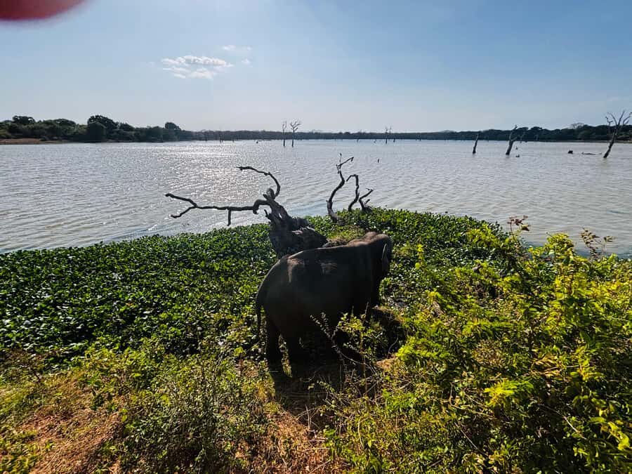 Sigiriya, Dambulla, 2 day tour with Minneriya safari - Frequently Asked Questions