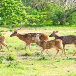 Sigiriya: Minneriya National Park Safari & Trincomalee Drop - Why This Tour Works