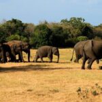 Sigiriya & Minneriya Safari Tour from Kandy - The Sum Up: Is This Tour Worth It?