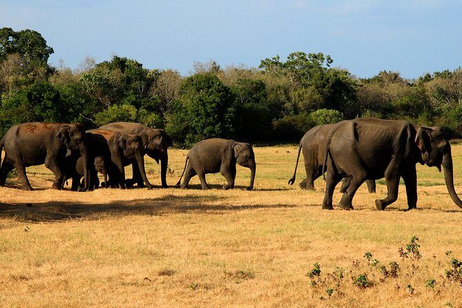 Sigiriya & Minneriya Safari Tour from Kandy - The Sum Up: Is This Tour Worth It?