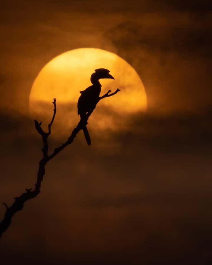 Sigiriya: Night Animal Watching Tour with Guide - Detailed Breakdown of the Tour Experience