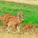 Sigiriya Rock and Wild Elephant Safari from Sigiriya - The Sum Up: Who Is This Tour For?