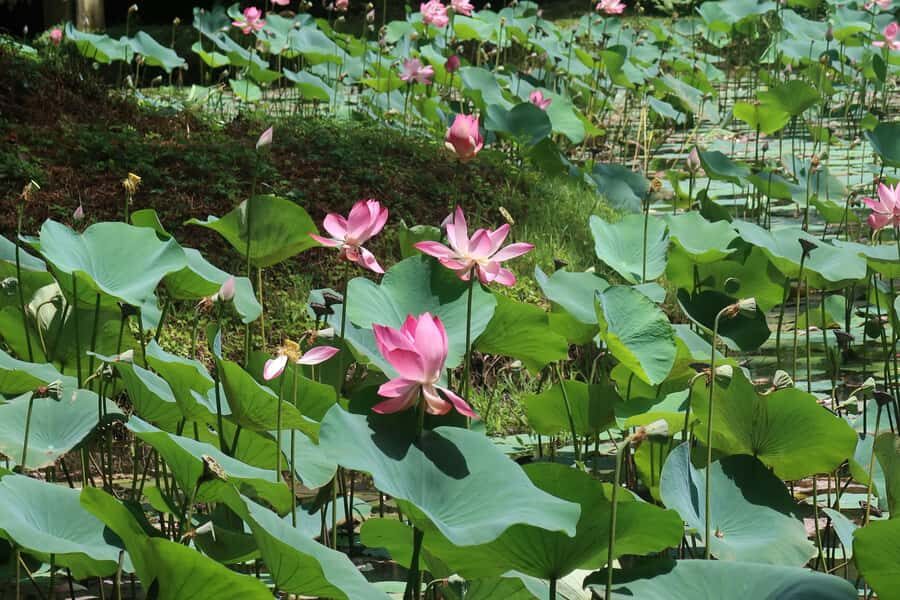 Sigiriya Village & Dambulla Tuk-Tuk Day Tour - A Deep Dive into the Experience