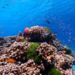 SIMILAN ISLAND BY SPEED BOAT FROM PHUKET - FAQs