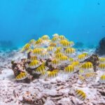 Similan Islands Tour by Speed Catamaran with Snorkeling and Meals - What Could Be Better?