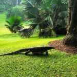 Singapore: Botanic Gardens & Tiong Bahru Walk w/Breakfast - Practical Details & What to Expect