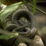 Singapore: Night Mangrove Wildlife Walk - The Bottom Line: Is it worth it?